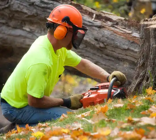 tree services La Luz